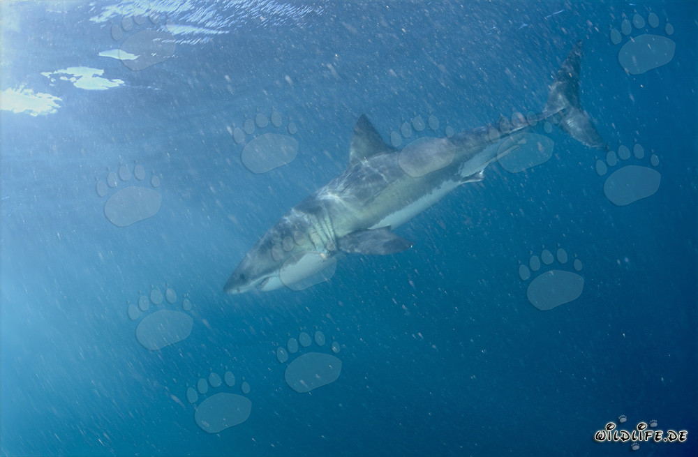 Legendary Great White Shark