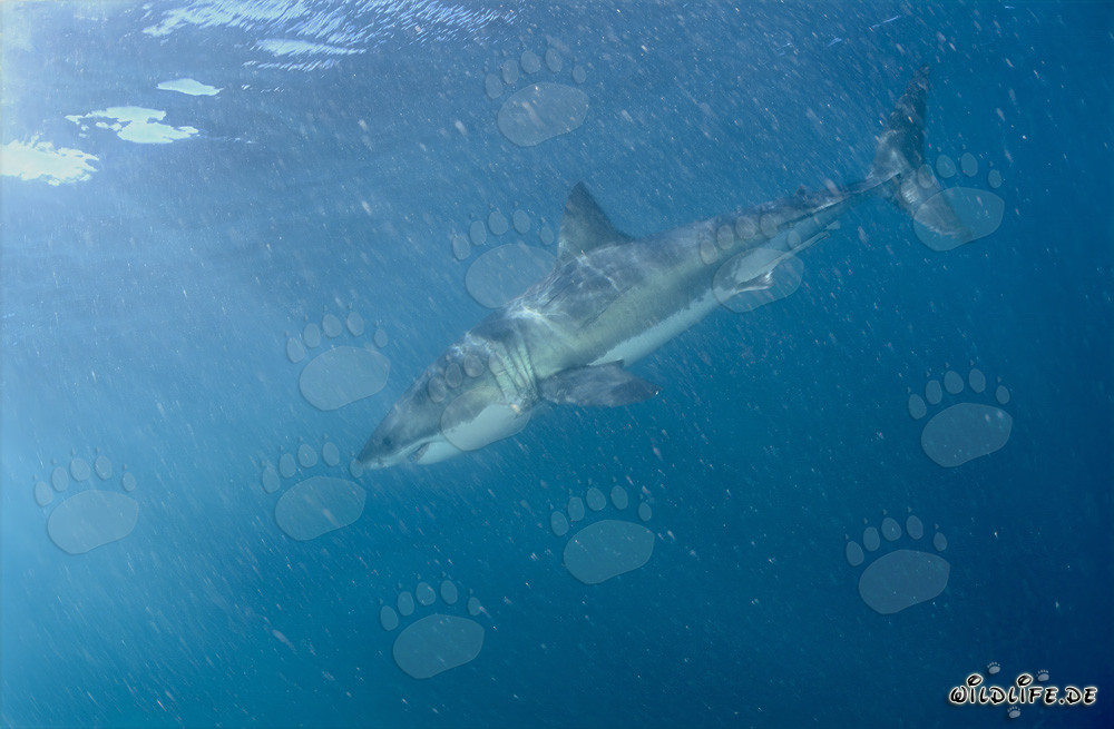 Requin blanc dans l'eau riche en plancton