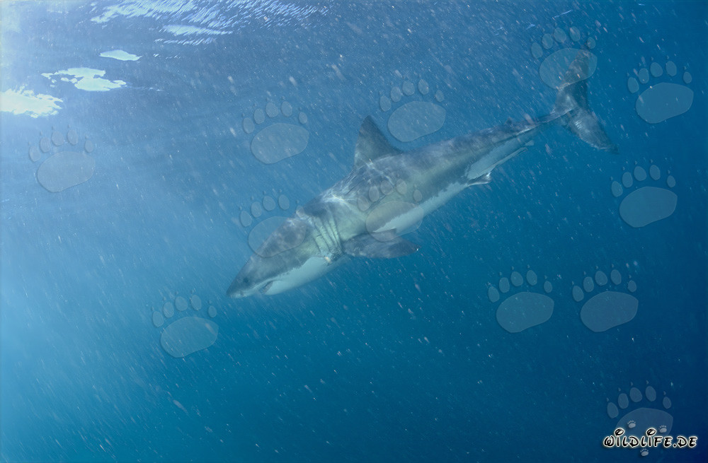 Tiburón blanco en aguas ricas en plancton