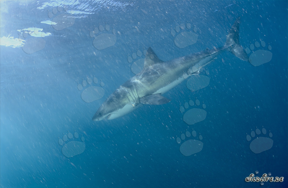 Weißer Hai im planktonreichen Wasser