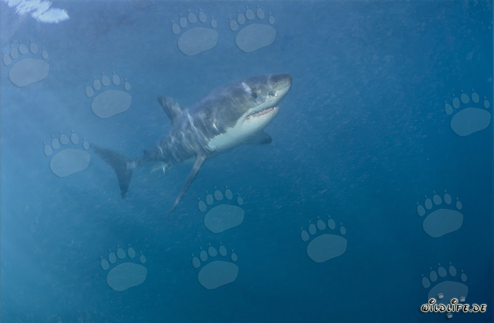 Elegant predator Great White Shark