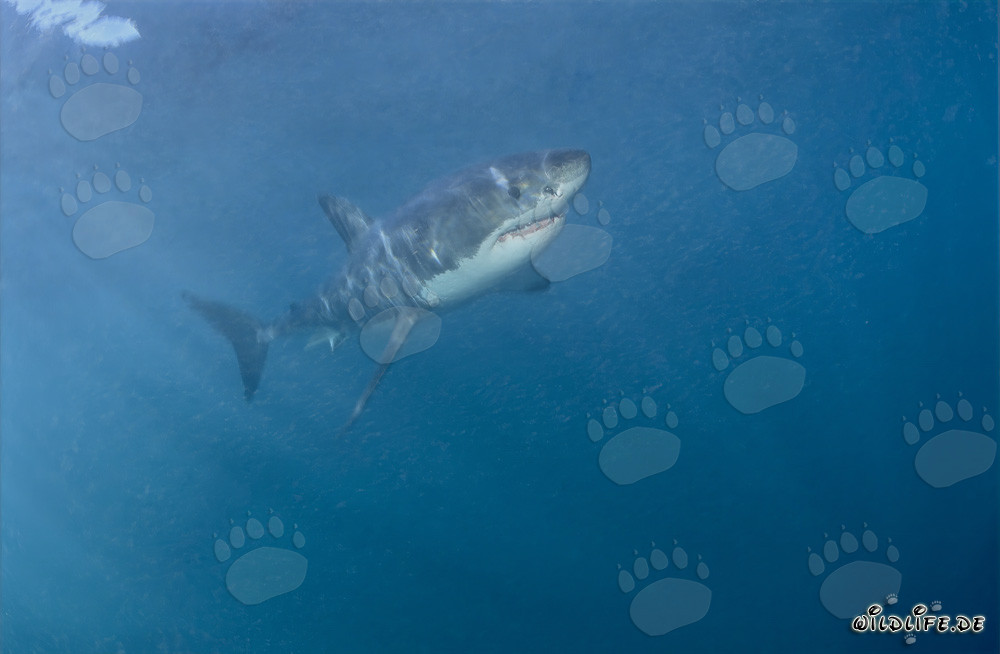 Requin blanc élégant