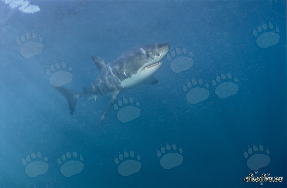 Eleganter Räuber Weißer Hai