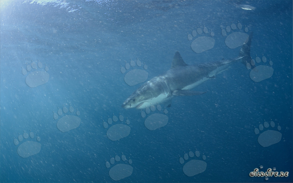 Great White Shark near Geyser Rock in South Africa