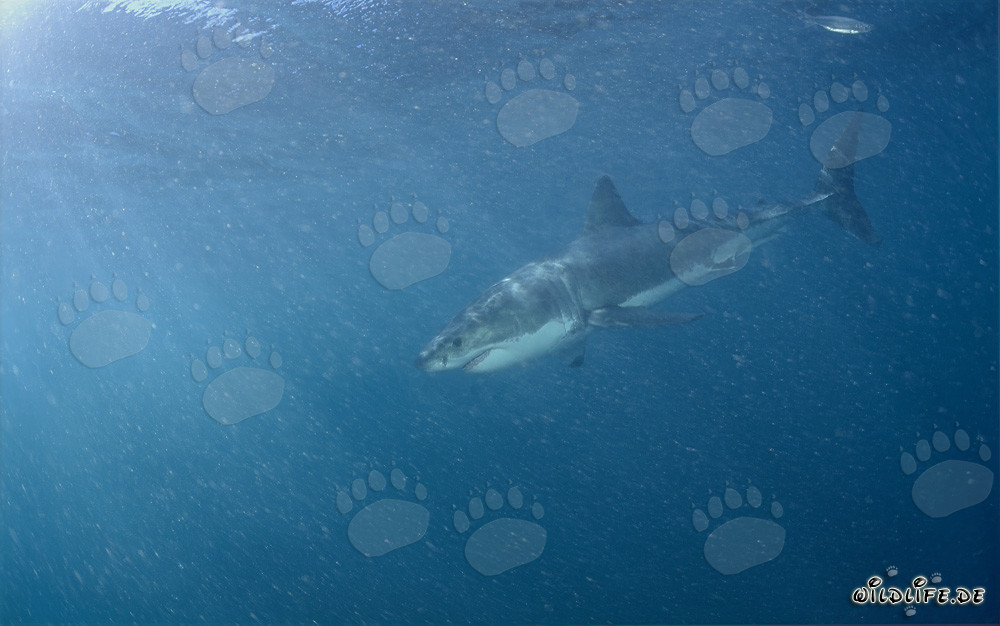 Grand requin blanc devant Geyser Rock en Afrique du Sud