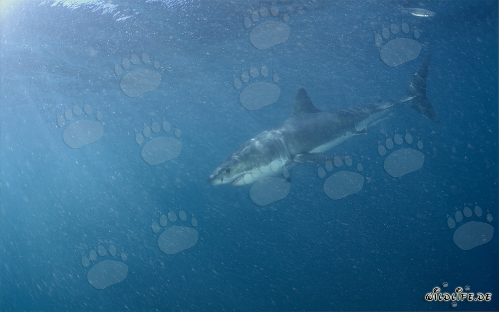 Großer Weißer Hai vor Geyser Rock in Südafrika