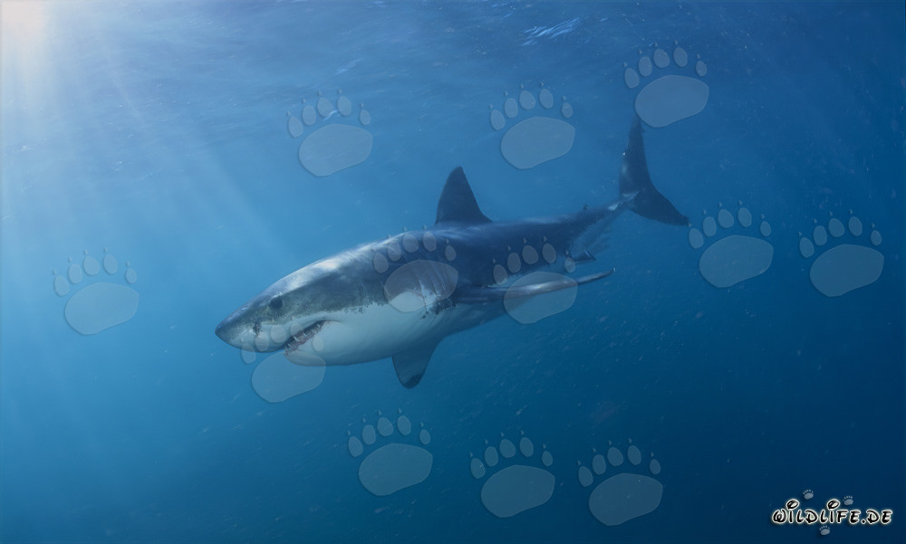 Grand requin blanc élégant devant Geyser Rock en Afrique du Sud