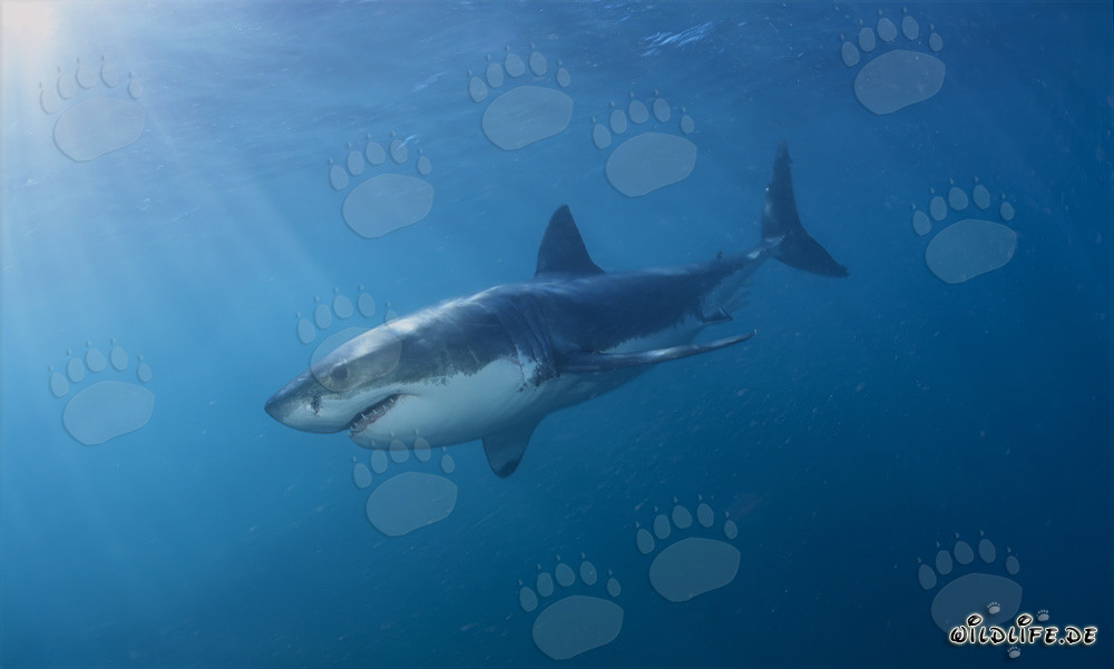 Eleganter Raubfisch Weiße Hai vor Geyser Rock in Südafrika
