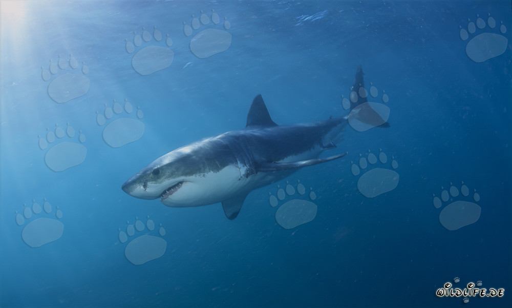 Elegant predator Great White Shark in front of Geyser Rock in South Africa