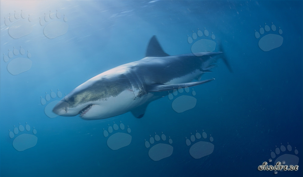 Mythe du Grand Requin Blanc - Les redoutables chasseurs des profondeurs marines