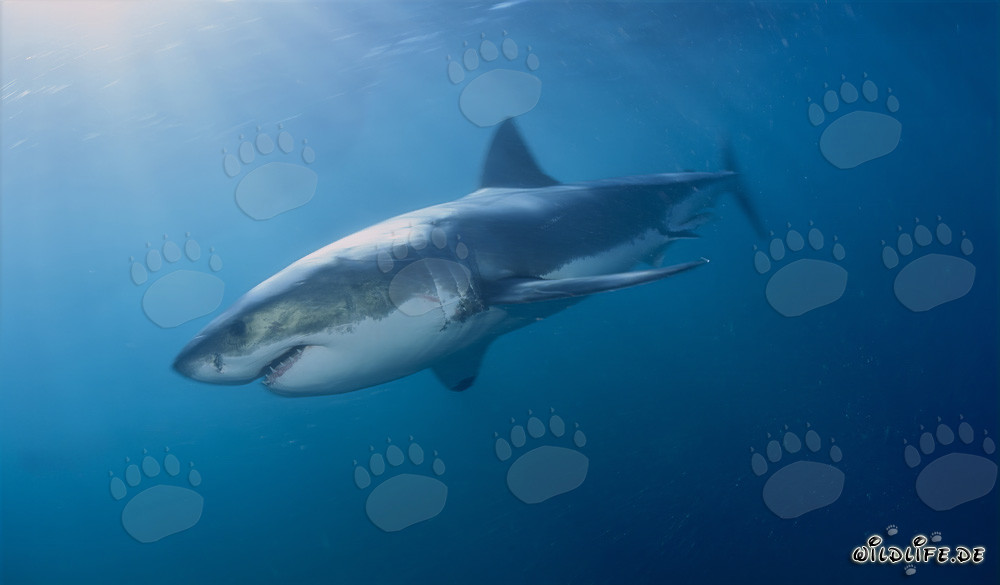 Myth Great White Shark - The feared hunters of the deep sea