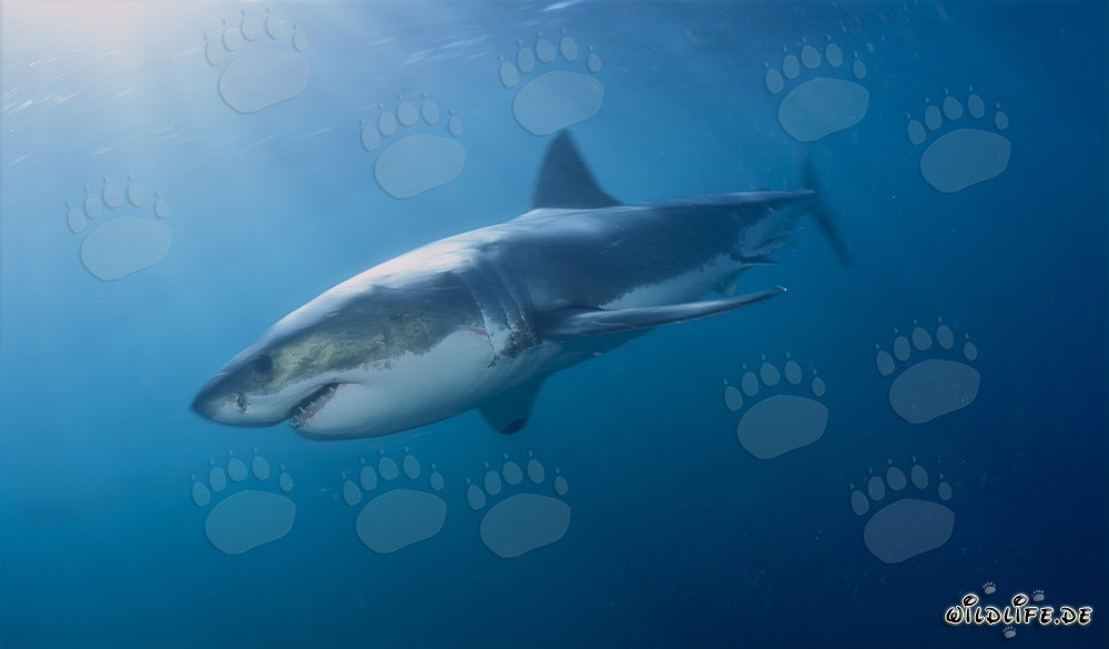 Mito dello Squalo Bianco - I temuti cacciatori delle profondità marine