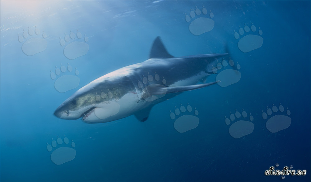 Mito del Tiburón Blanco - Los temidos cazadores de las profundidades marinas