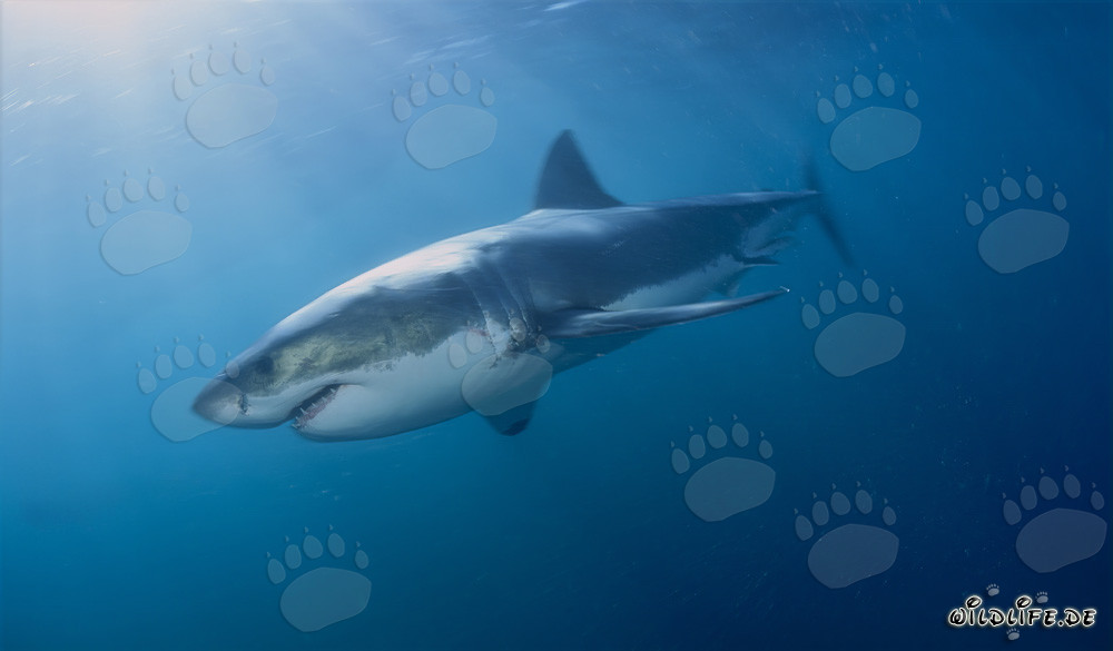 Mythos Weißer Hai - Die gefürchteten Jäger der Tiefsee