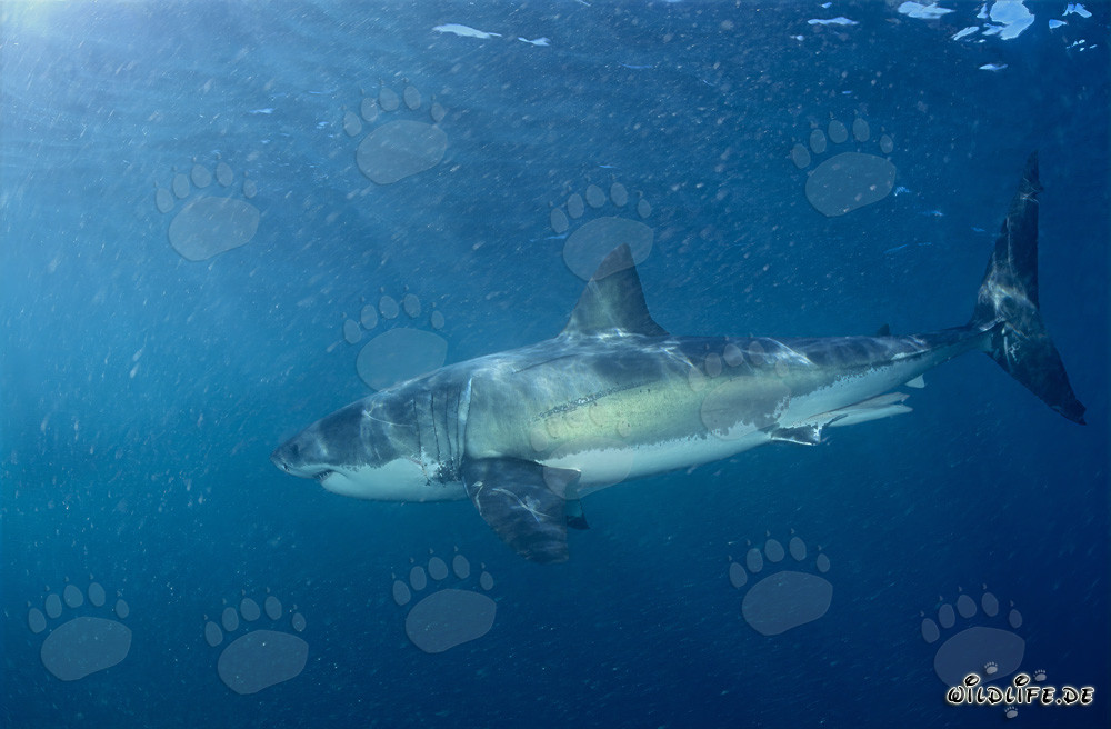 Great White Shark hunting for its favorite prey