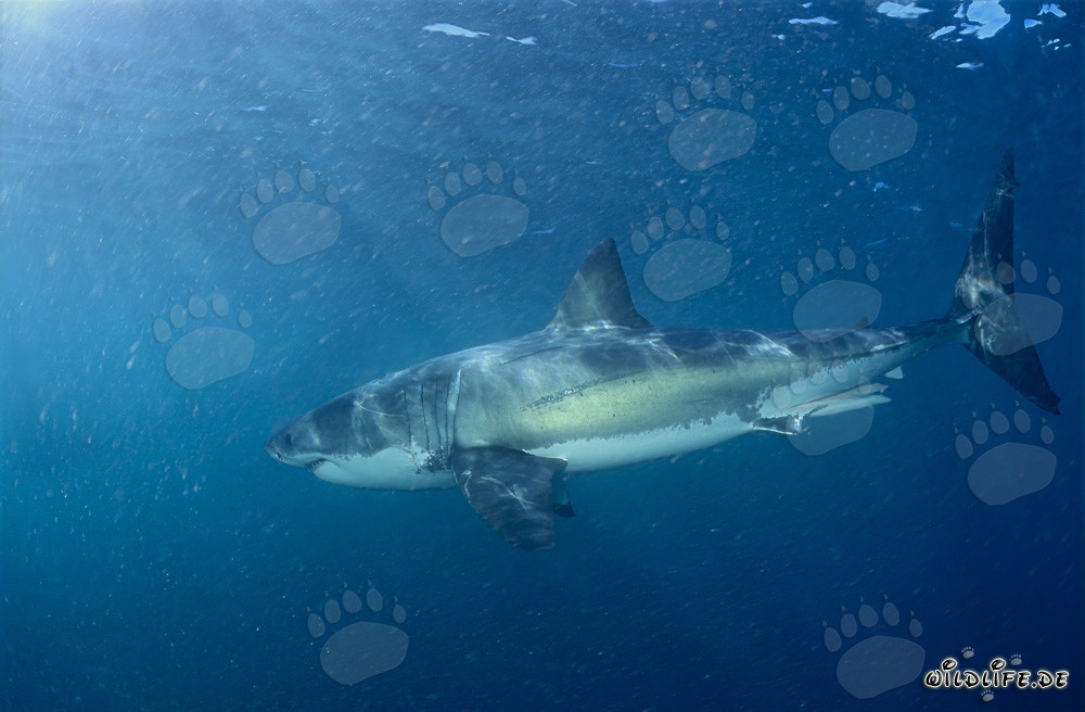 Grand requin blanc à la recherche de sa proie préférée