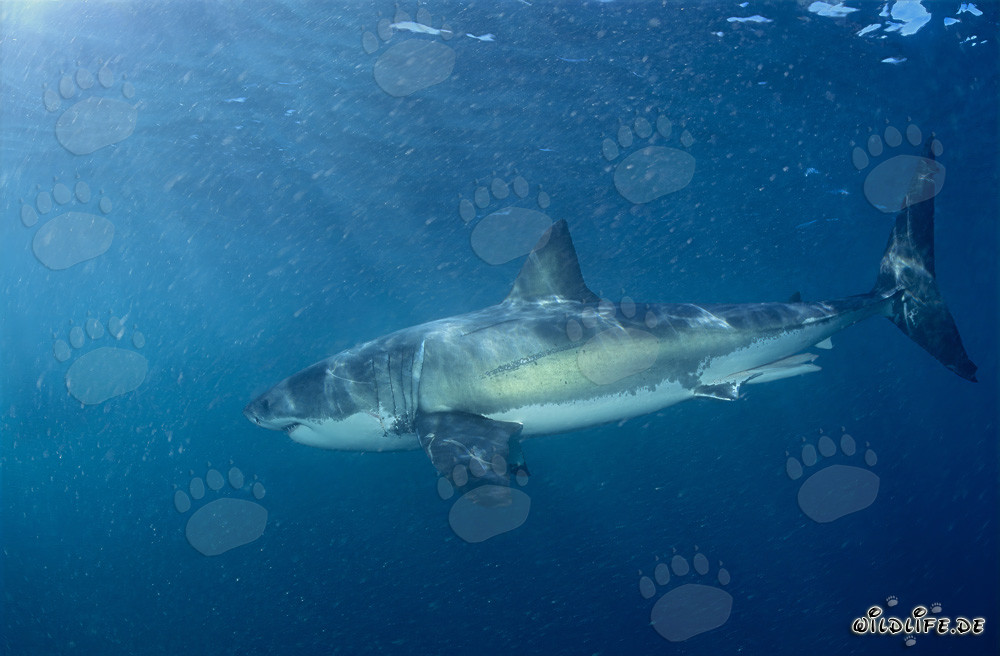 Gran tiburón blanco en busca de su presa favorita
