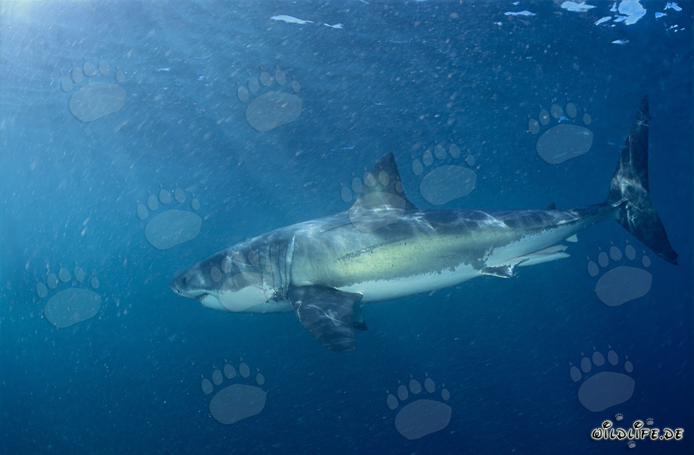 Großer Weißer Hai sucht nach seiner Lieblingsbeute