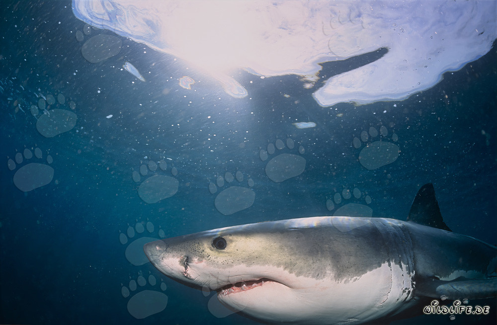 Ritratto di un giovane squalo bianco
