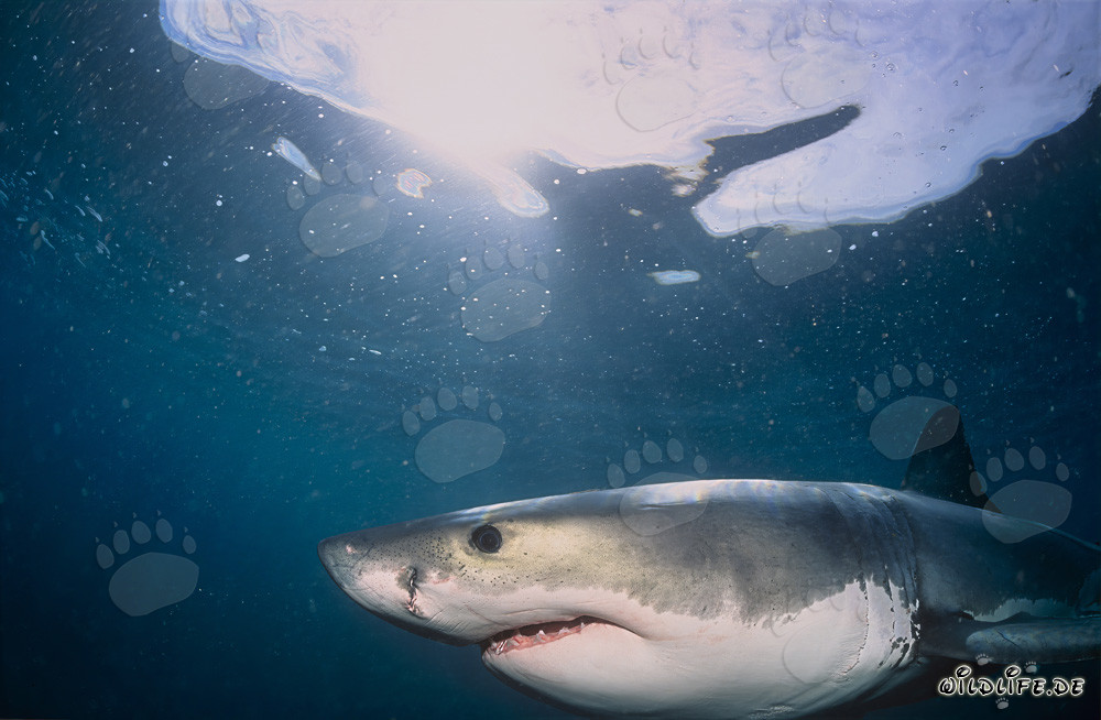 Portrait d'un jeune grand requin blanc