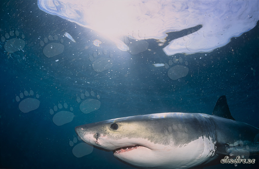 Young portrait of a Great White Shark