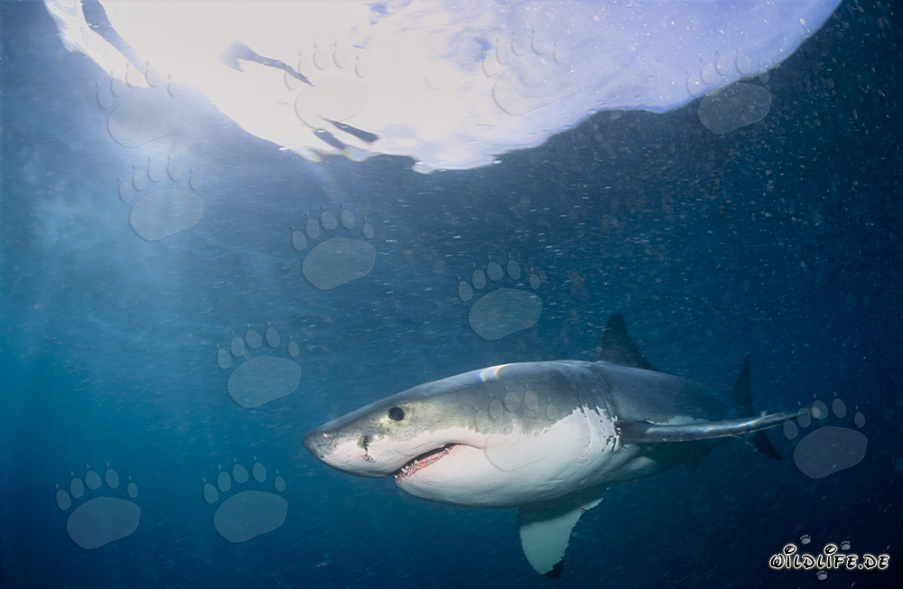 Predatore affascinante: Squalo bianco al largo della costa sudafricana