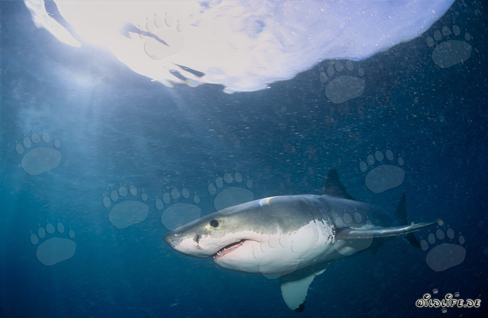 Faszinierender Raubfisch: Weißer Hai vor der Südafrikanischen Küste