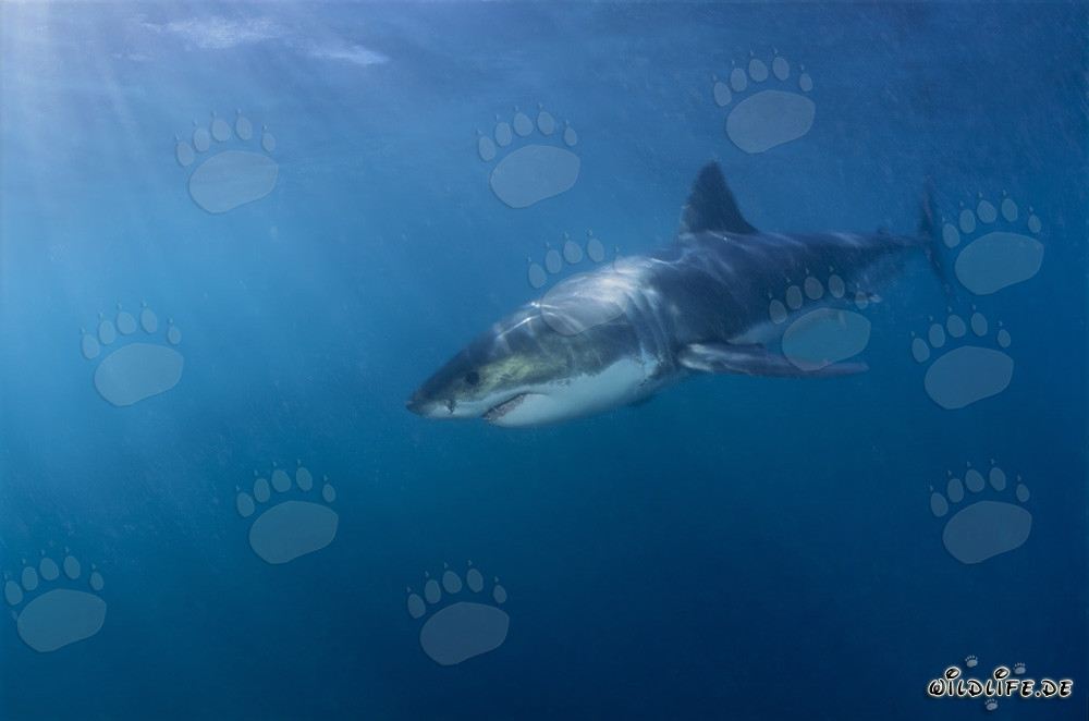 Grand requin blanc fascinant au large de la côte sud-africaine