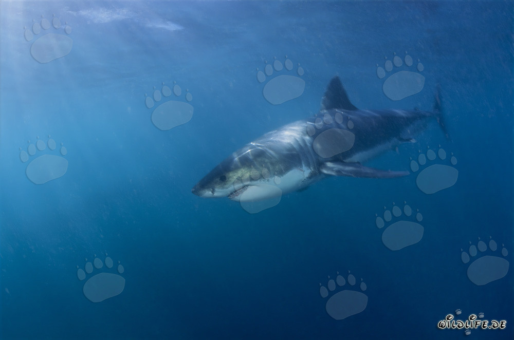Fascinating Great White Shark off the South African Coast