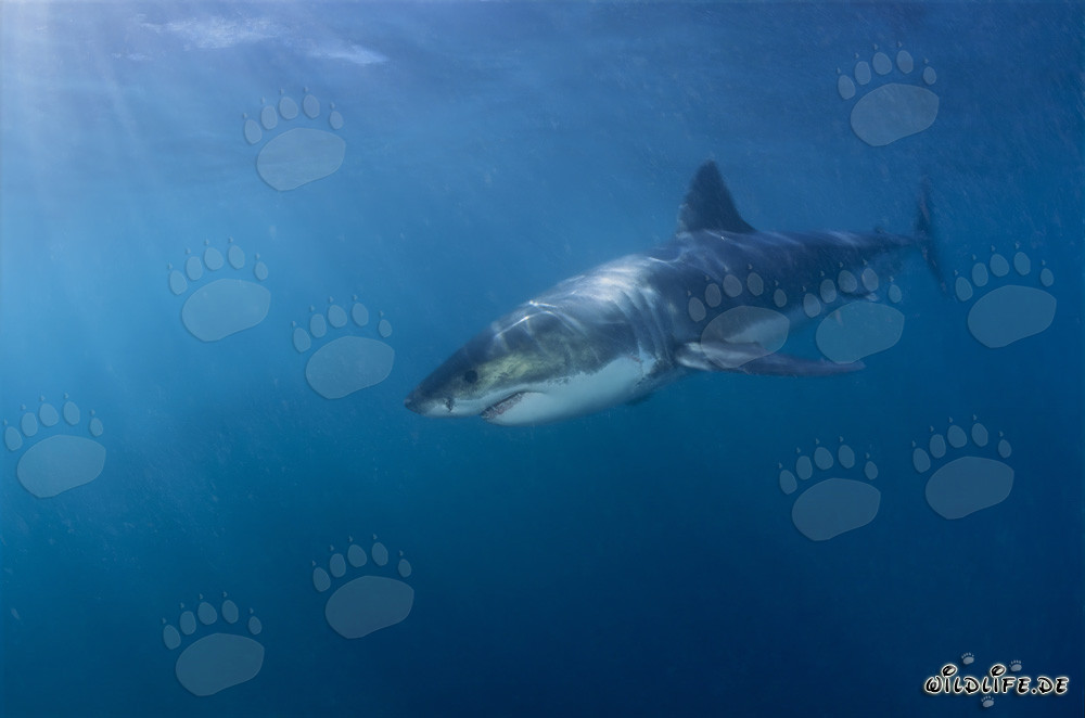 Affascinante squalo bianco al largo della costa sudafricana