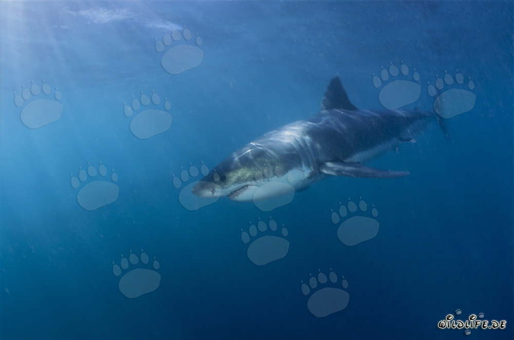 Faszinierender Weißer Hai vor der Südafrikanischen Küste