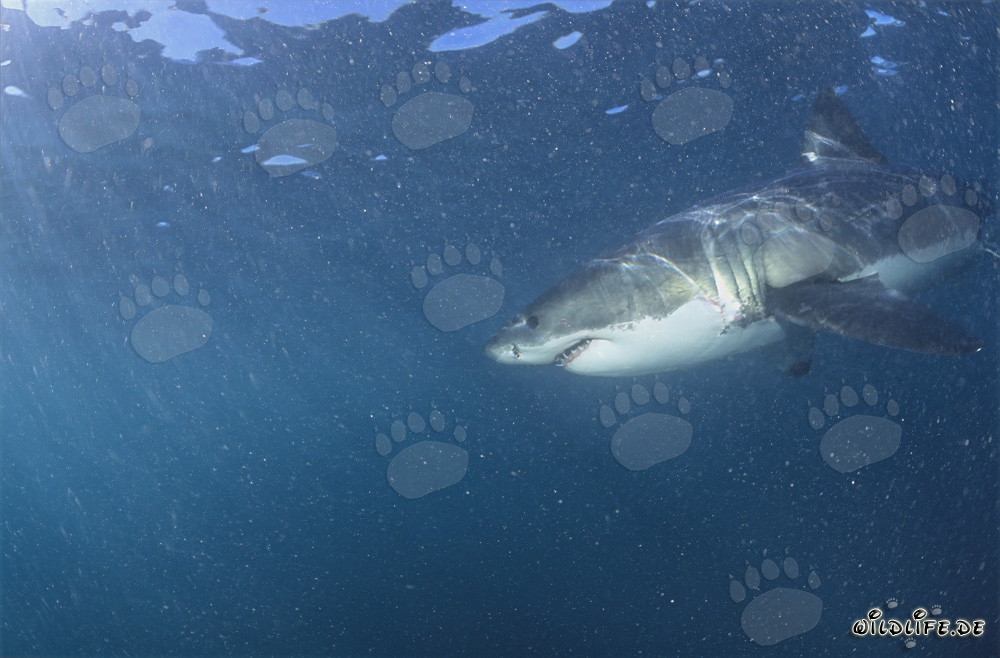 Gran tiburón blanco rodeado de plancton