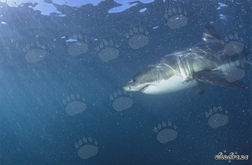 Grand requin blanc entouré de plancton