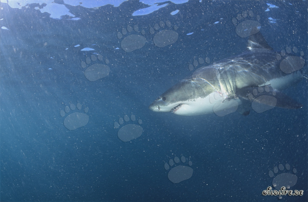 Great White Shark surrounded by Plankton