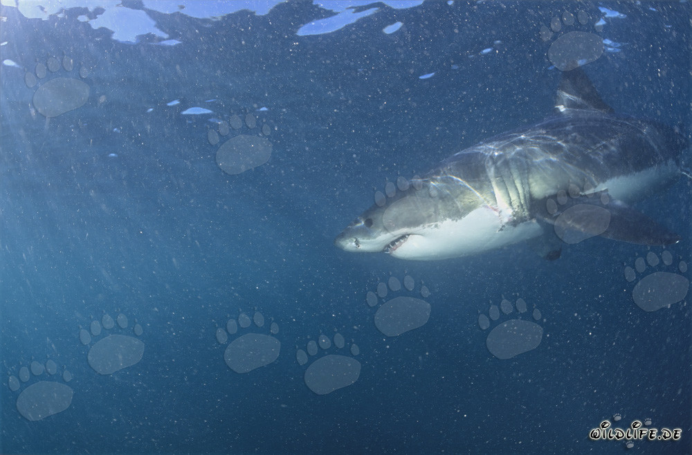 Großer Weißer Hai umgeben von Plankton