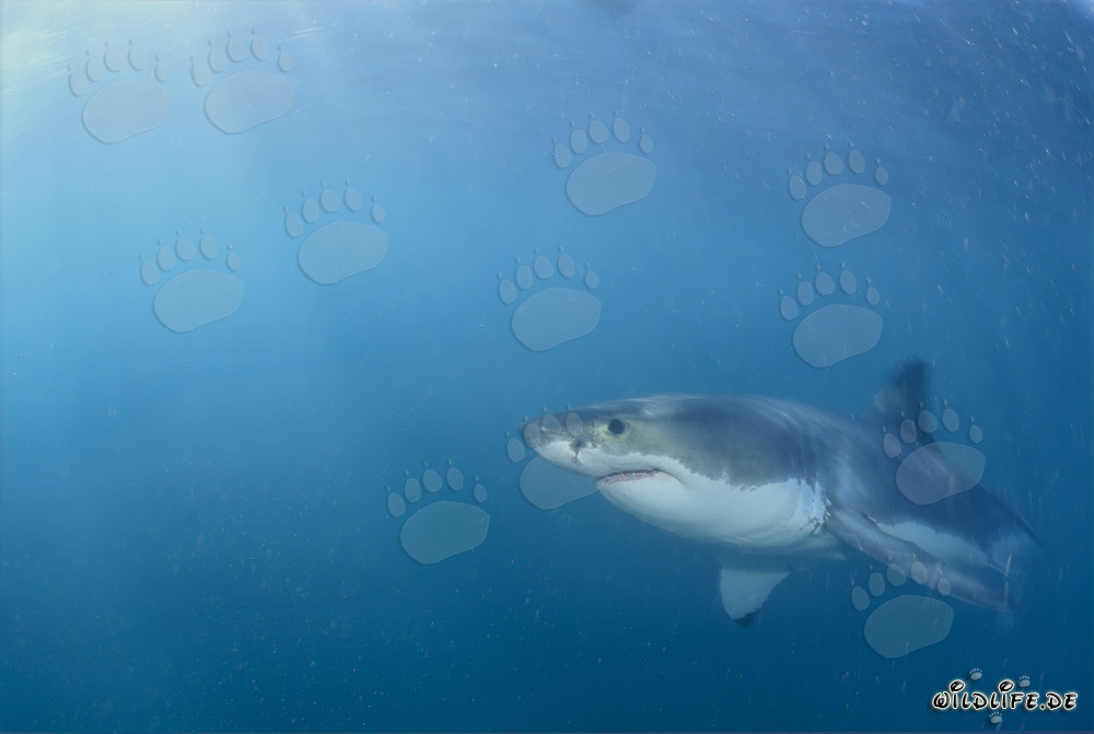 Gran tiburón blanco frente a la costa sudafricana