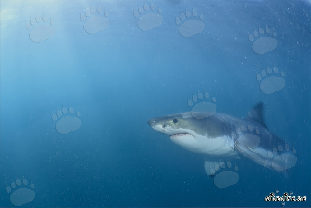 Grand requin blanc au large de la côte sud-africaine