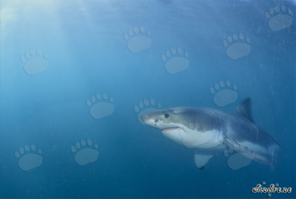 Great White Shark in front of the South African Coast