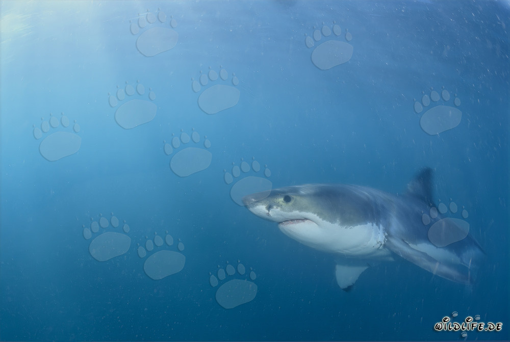 Großer Weißer Hai vor der Südafrikanischen Küste