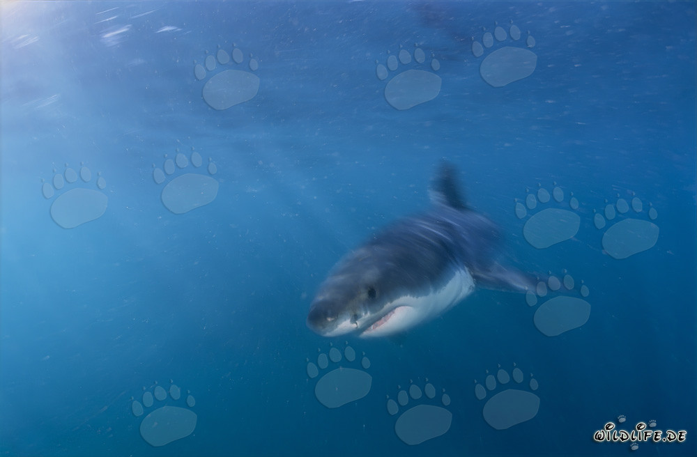 Baby Great White Shark searching for prey