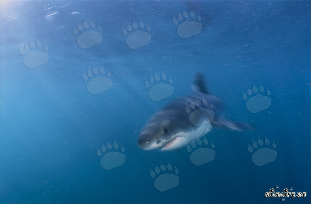 Baby squalo bianco nell'acqua ricca di plancton