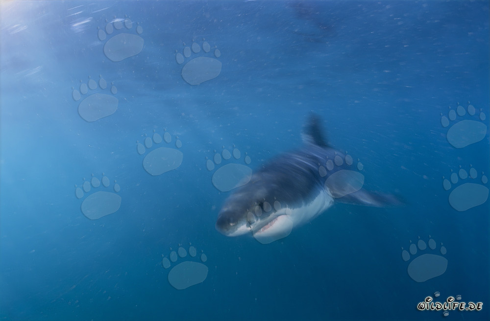 Jeune requin blanc dans l'eau riche en plancton
