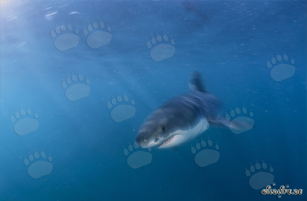 Tiburón blanco bebé en el agua rica en plancton