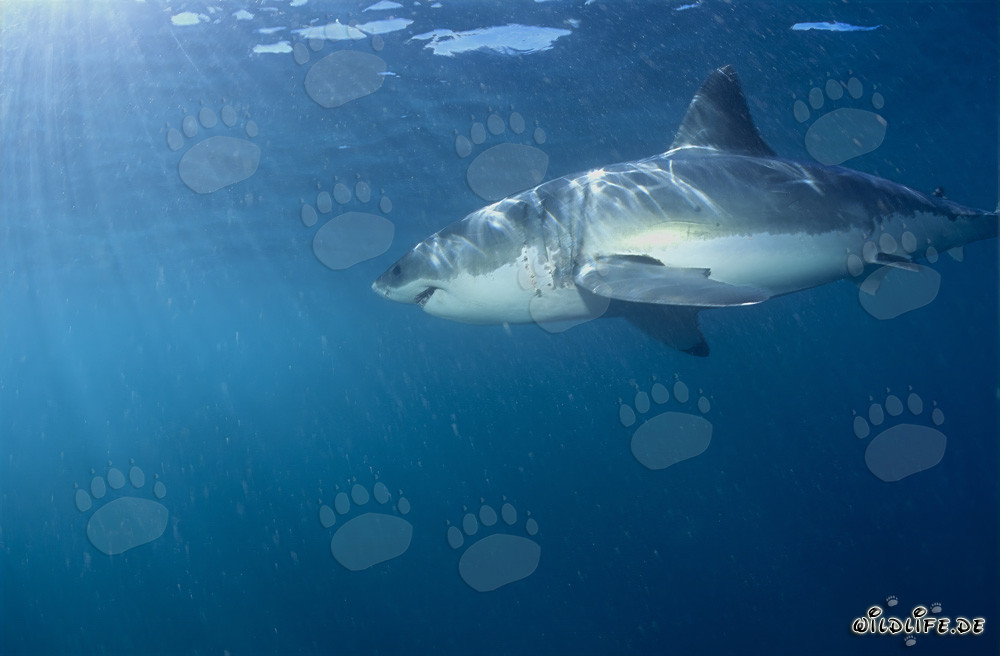 Great White Shark Observing Seal Colony in South Africa