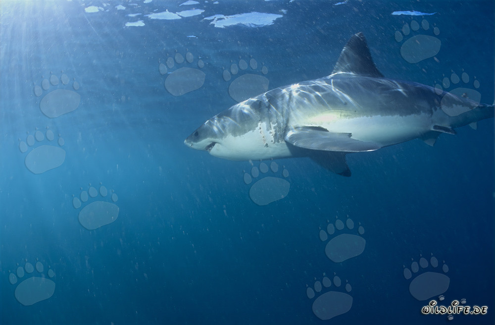 Grand requin blanc observant une colonie de phoques en Afrique du Sud