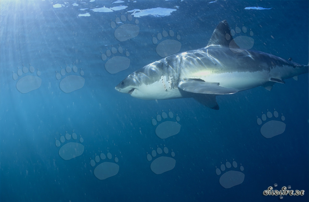 Grande squalo bianco osserva colonia di foche in Sudafrica