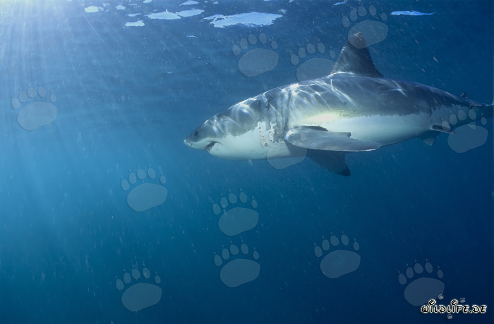 Großer Weißer Hai beobachtet Robbenkolonie in Südafrika