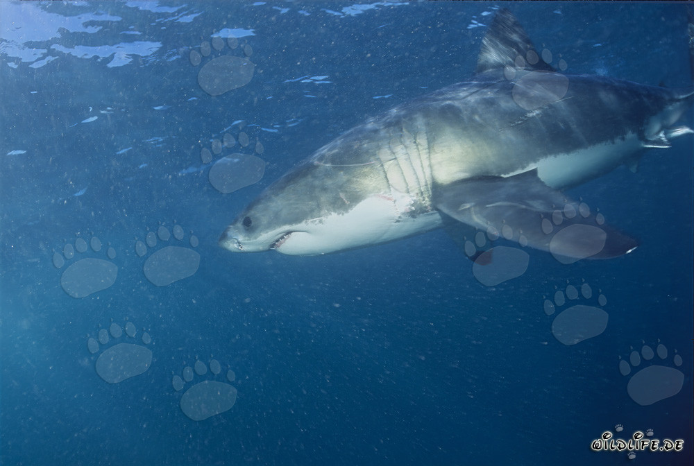 Le Grand Requin Blanc : Fascinant Prédateur