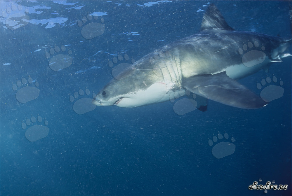 Fascinating Predator: The Great White Shark