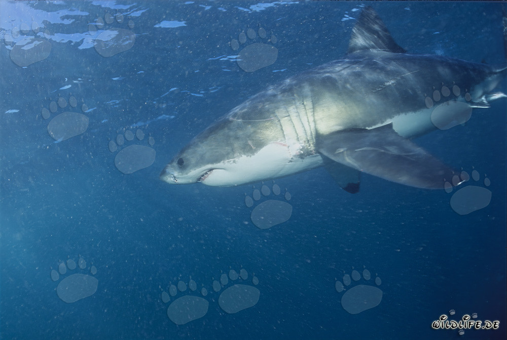 Affascinante Predatore: Lo Squalo Bianco